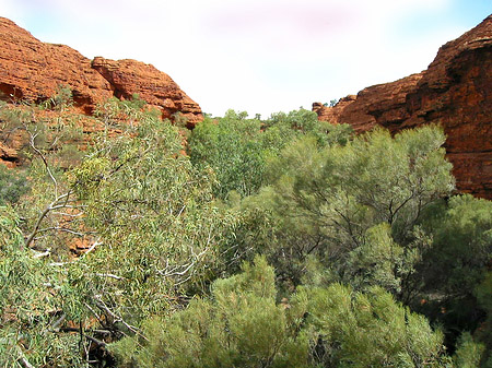 Foto Pflanzen im Canyon - 