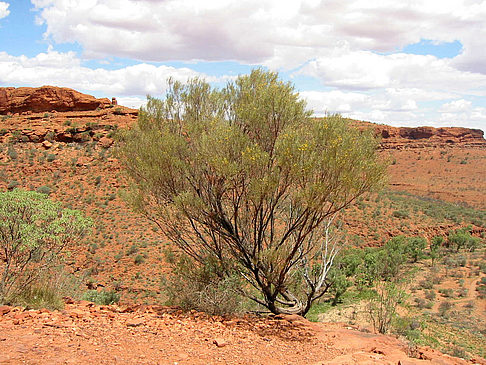Pflanzen im Canyon