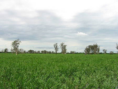 Bäume Foto 