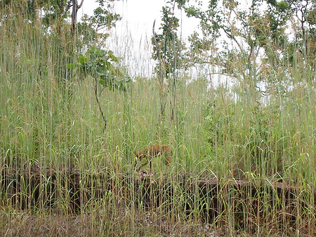 Foto Tiere - 
