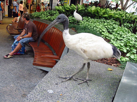 Foto Brsibane - Brisbane