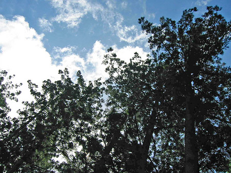 Wald Foto 