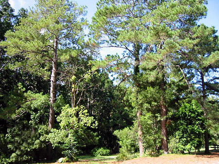 Wald Foto 