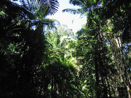 Foto Wald - 