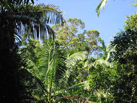 Fotos Wald