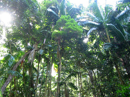 Foto Wald - 
