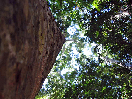 Wald Foto 