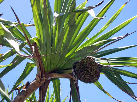 Fotos Palmen