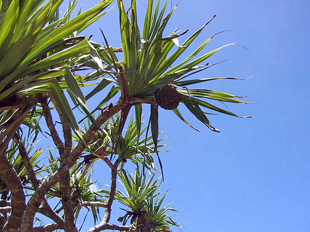 Fotos Palmen