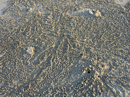 Sand