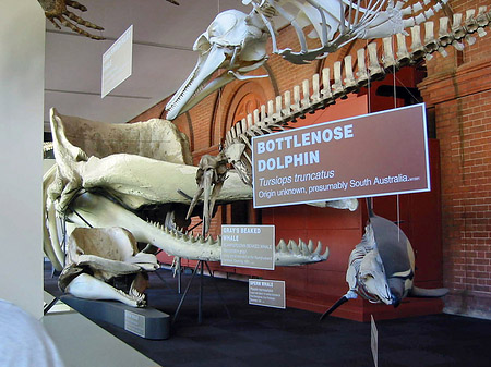 Fotos Südaustralienmuseum | Adelaide