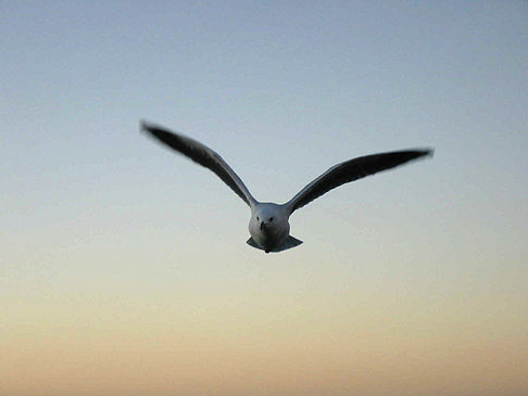 Foto Vögel - 
